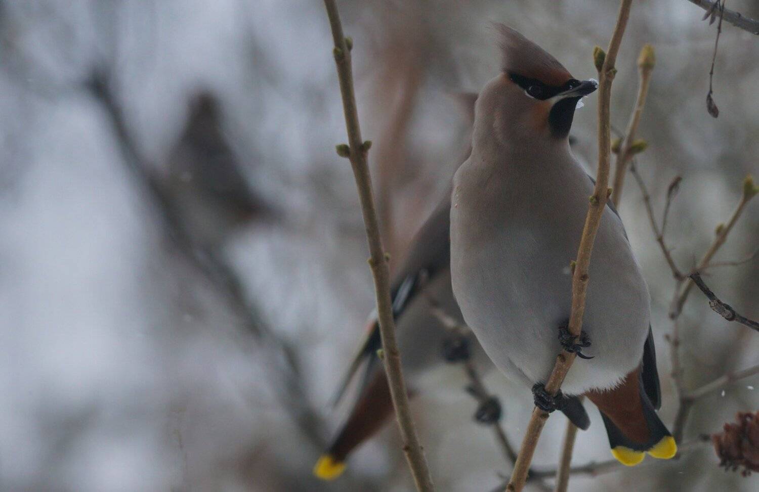 Winter guest