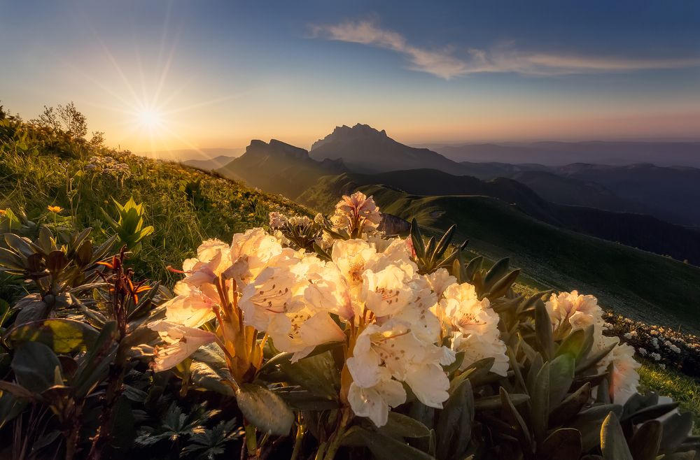 Ротедендроны Большого Тхача.
