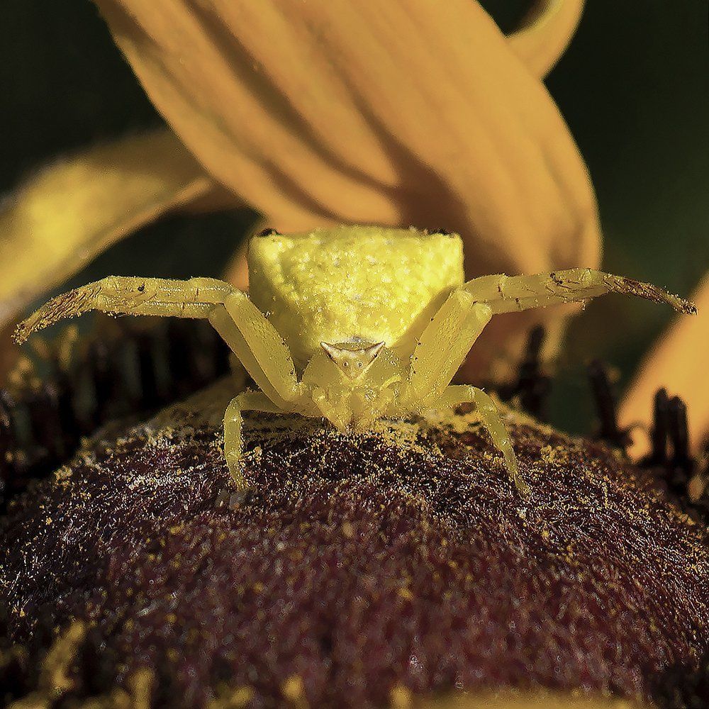Yellow spider