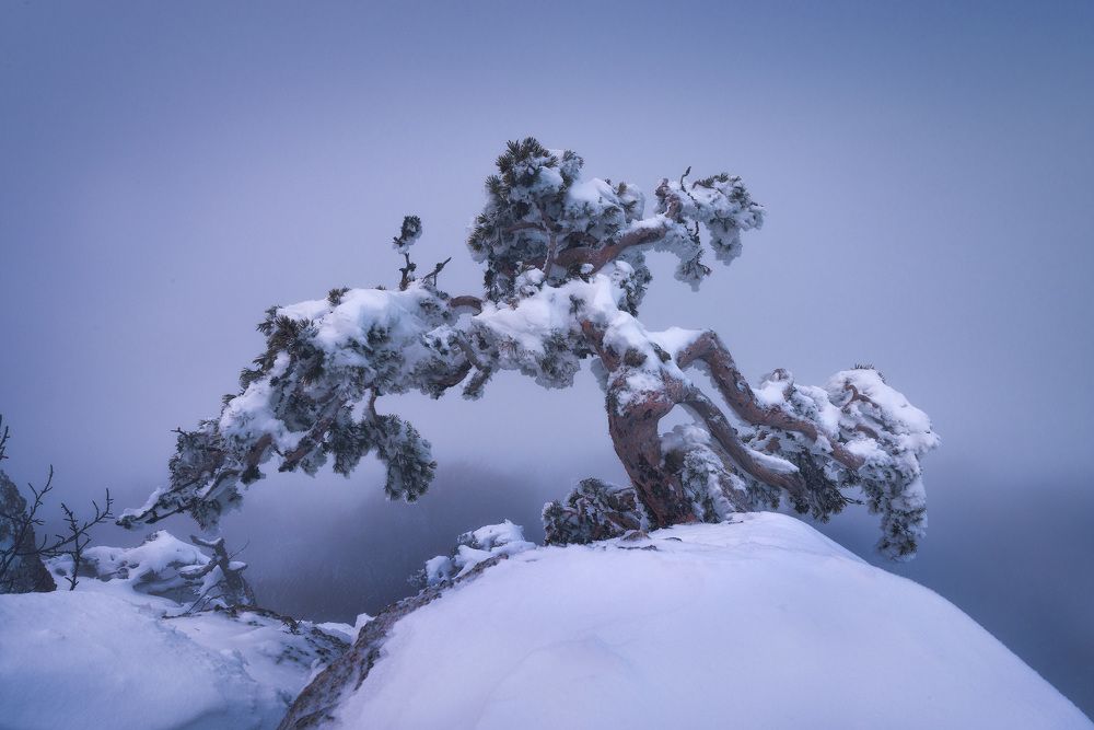 Крымский бонсай
