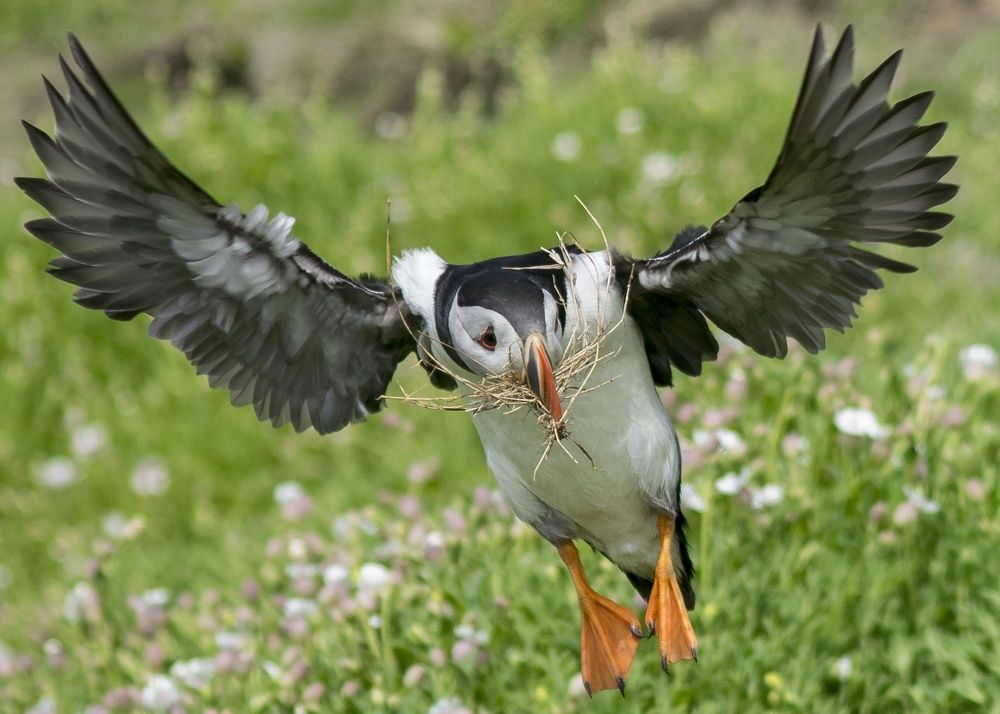Puffin in flight