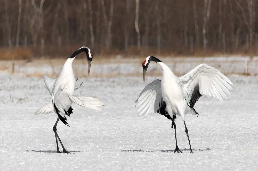 Я пригласить хочу на танец Вас и только Вас