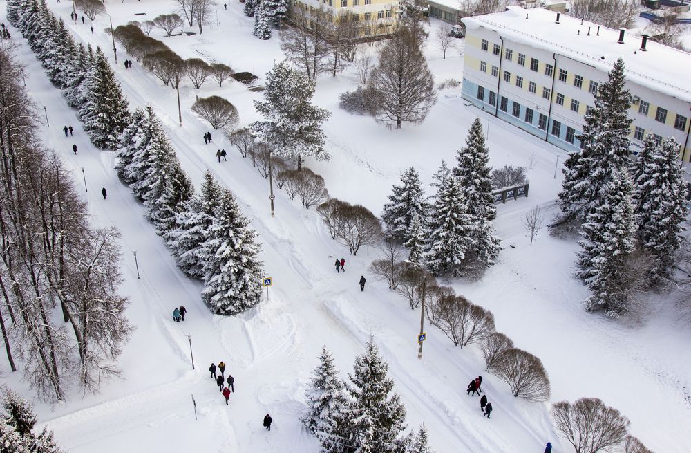 Аллея шаровидных ив