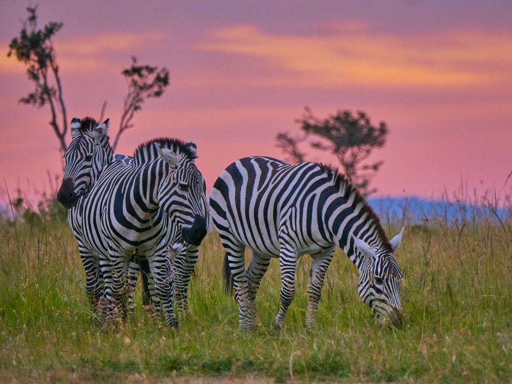 Zebras at Sunrise