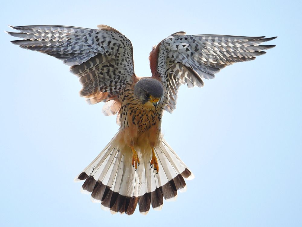 Angelic Kestrel