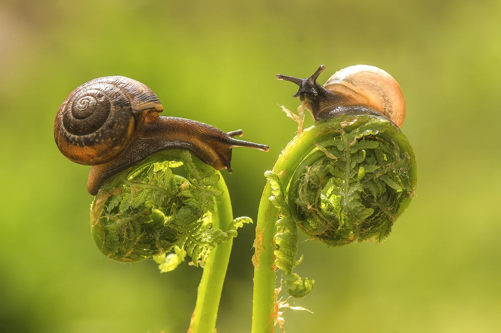 Знакомство на папоротнике
