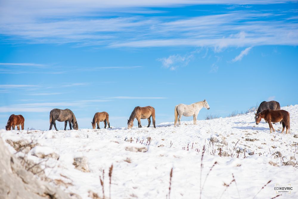 Wild horses fight against the winter