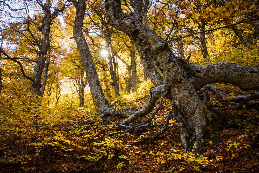 Страж осеннего золота