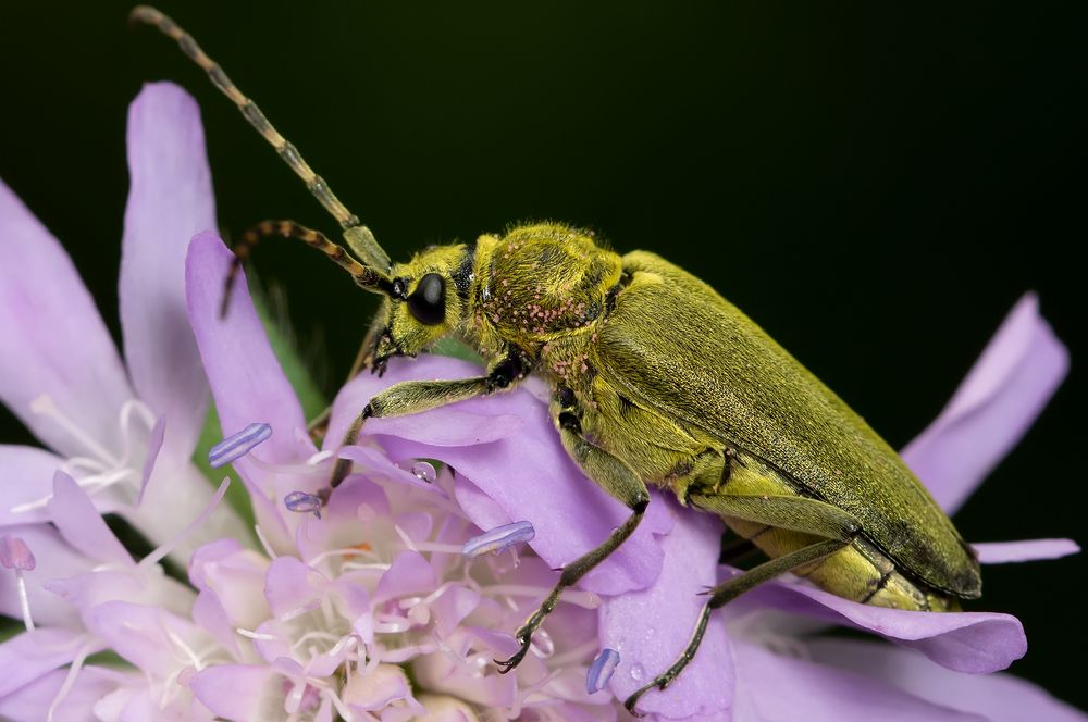 Перед грозой (Before the rainstorm)