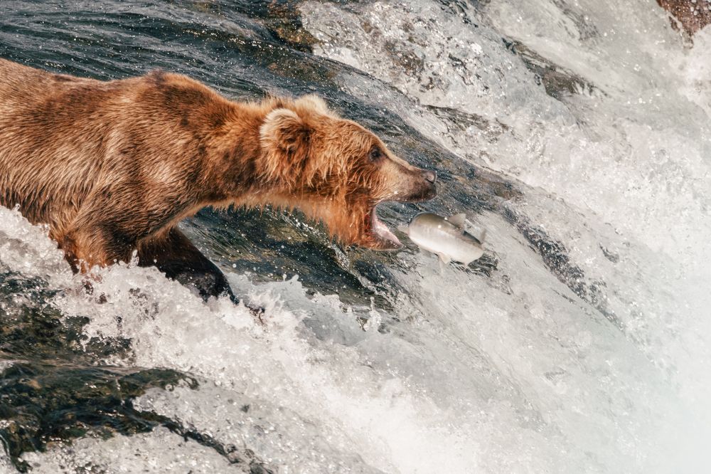 Katmai Fishing