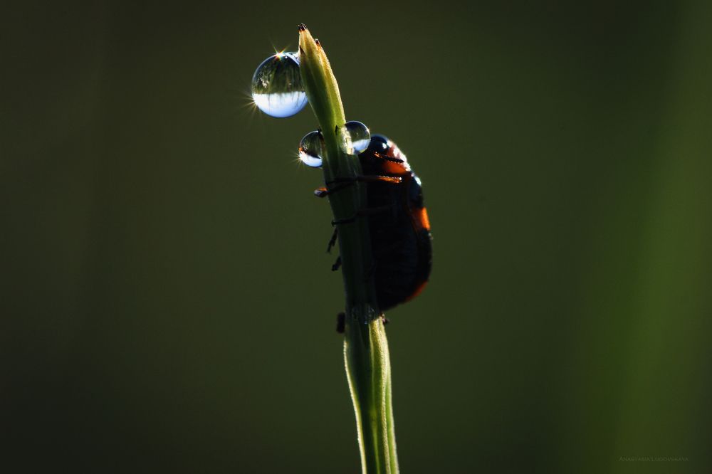 Photograph by Луговская Анастасия