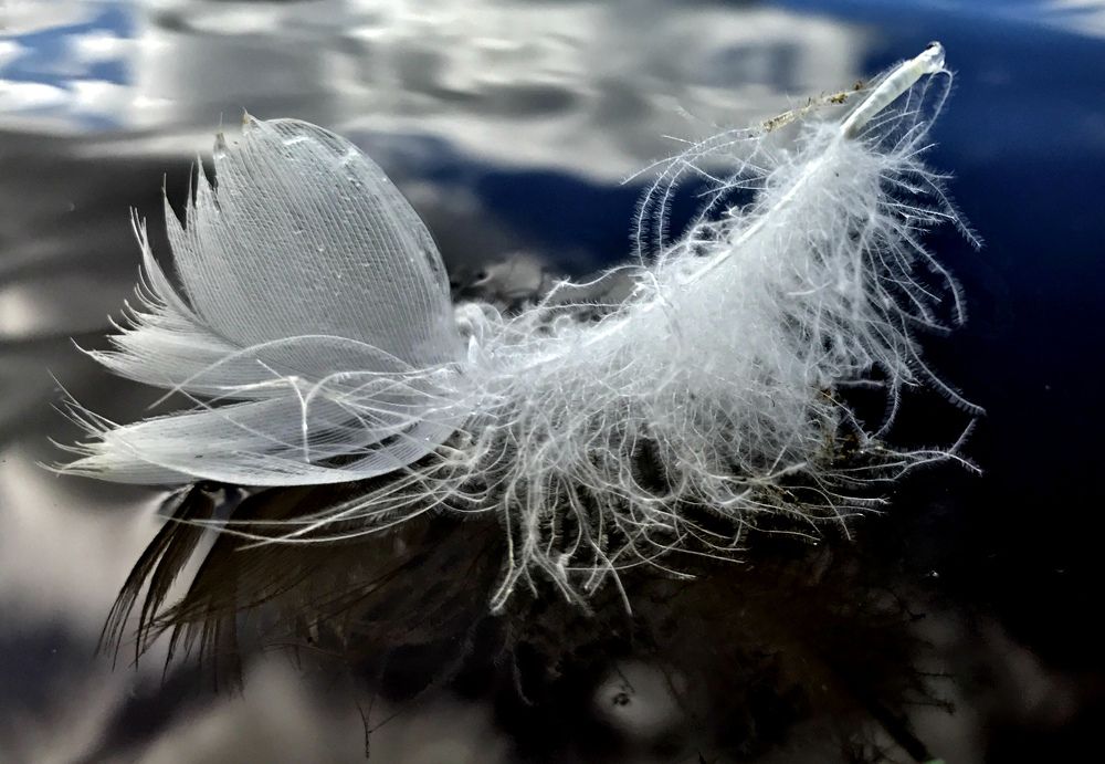 Перышко на воде