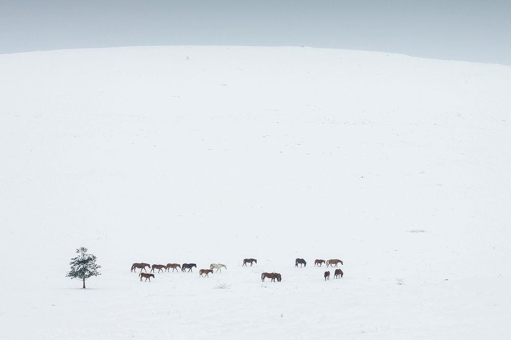 Зимнее пастбище
