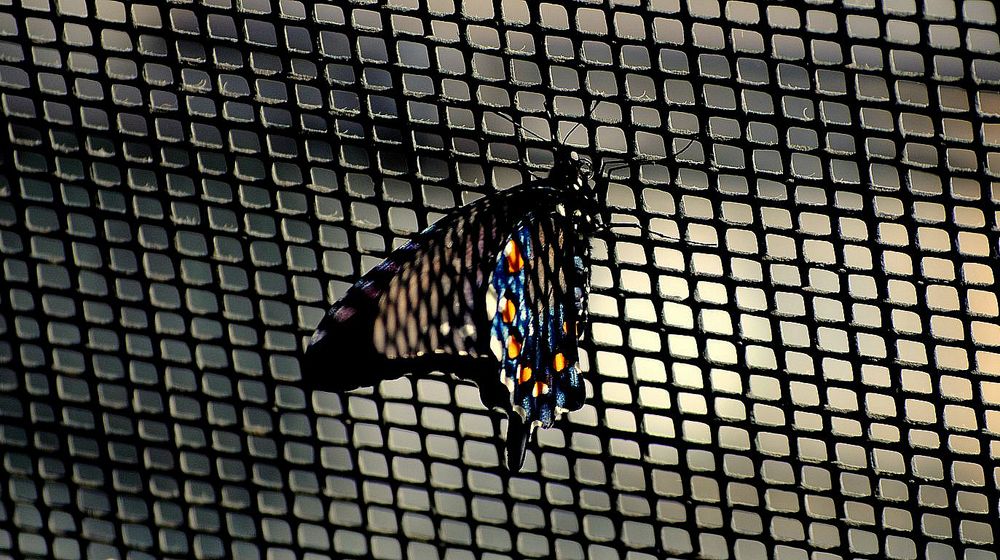 Butterfly