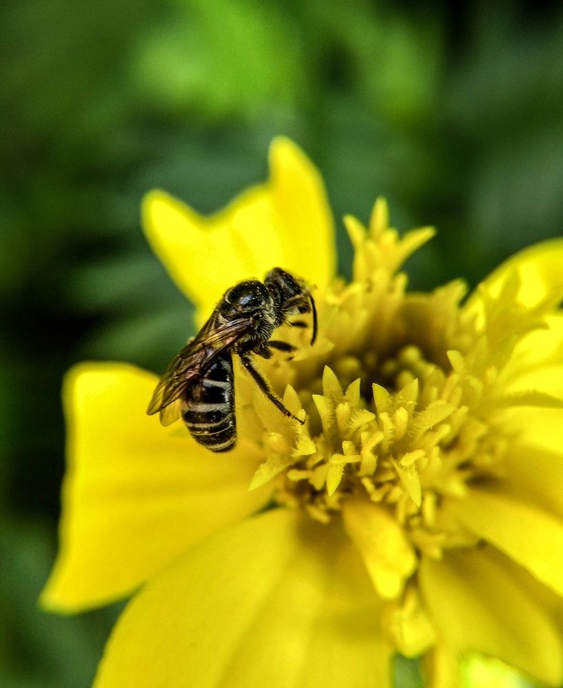 Honey bee