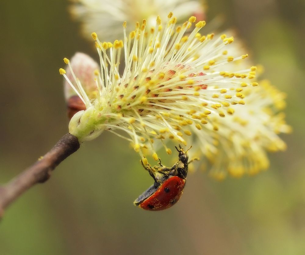 Упадуууу!......