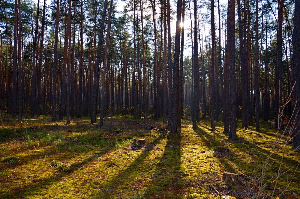 Day in the forest/ День в лесу