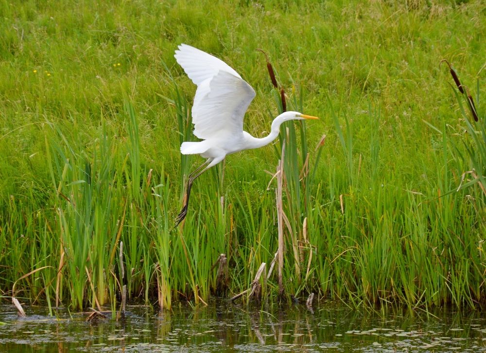 Большая белая цапля/Ardea alba