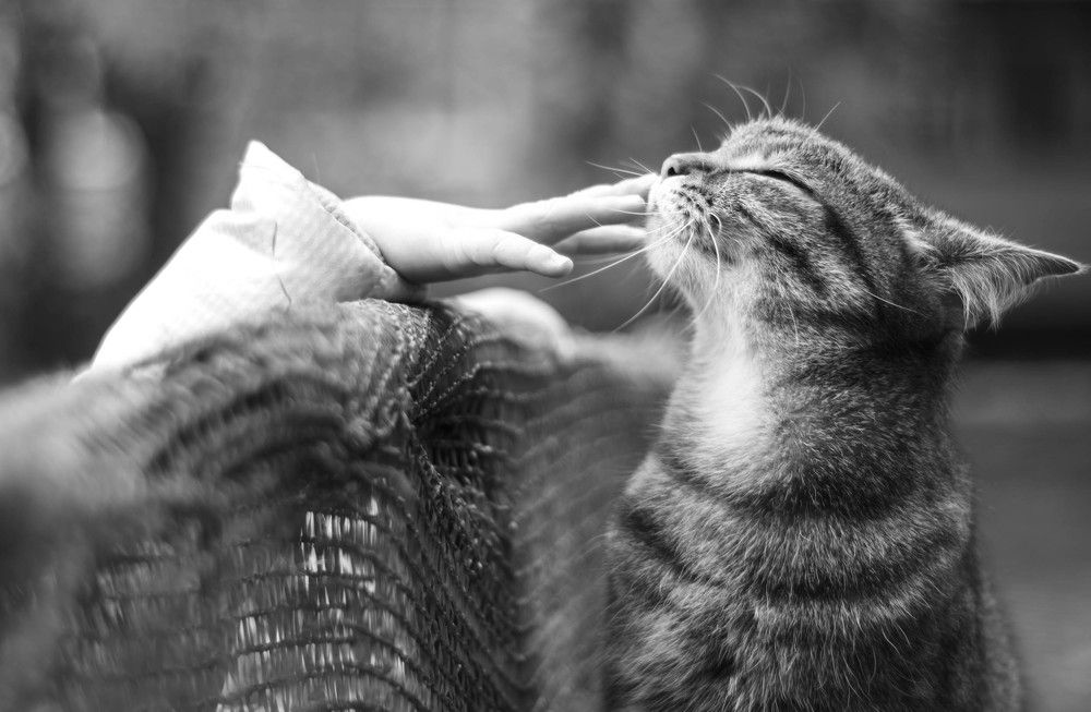 Киса, дай тебя погладить