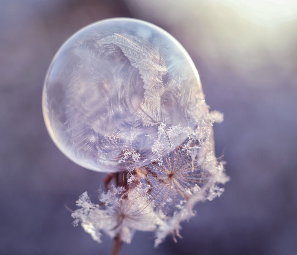 Зимой цветы такие