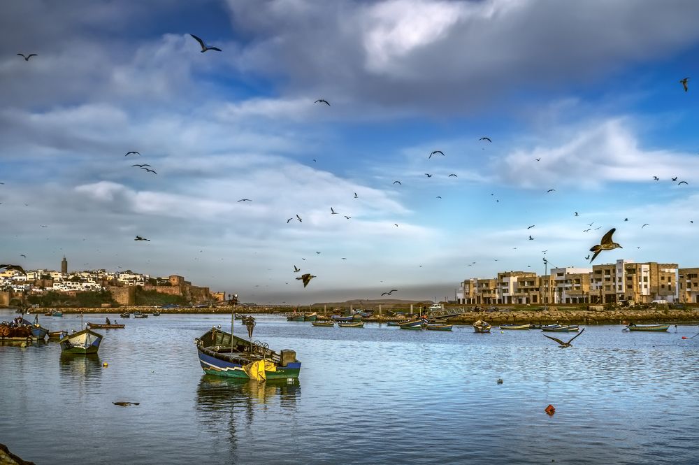 Чайки Марокко