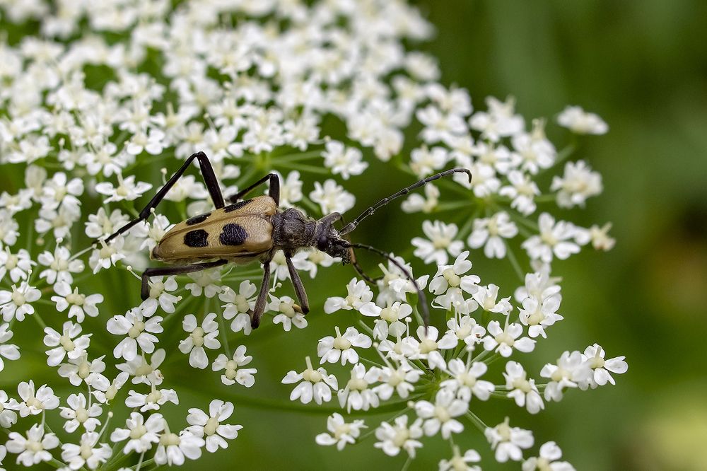 ...Нарву цветов и подарю букет...