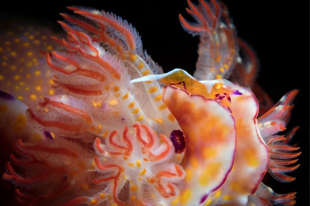 Креветка на моллюске