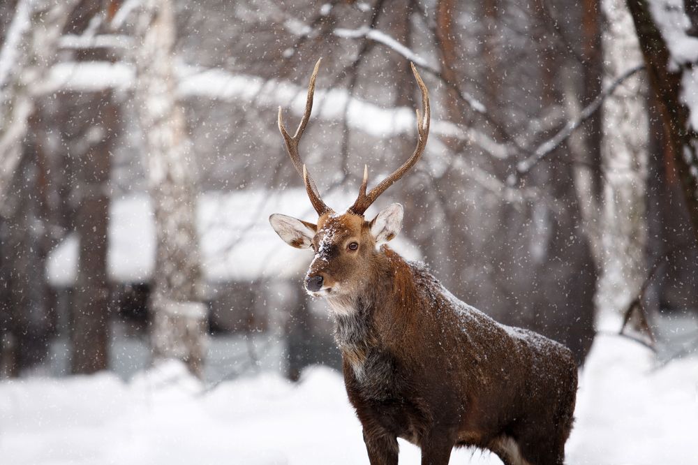 Царь сибирского леса