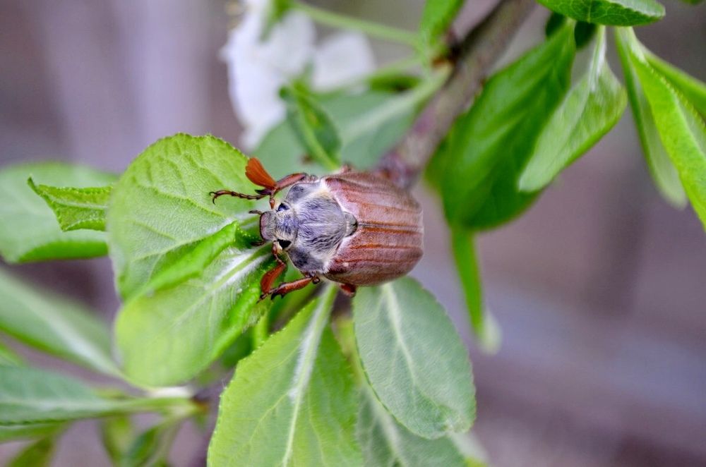 Майский жук