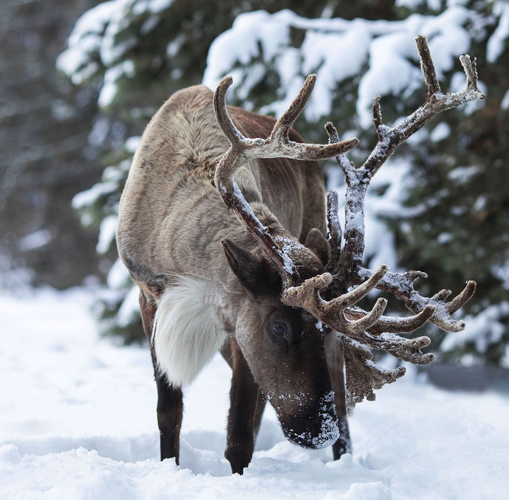 Красавец Олень