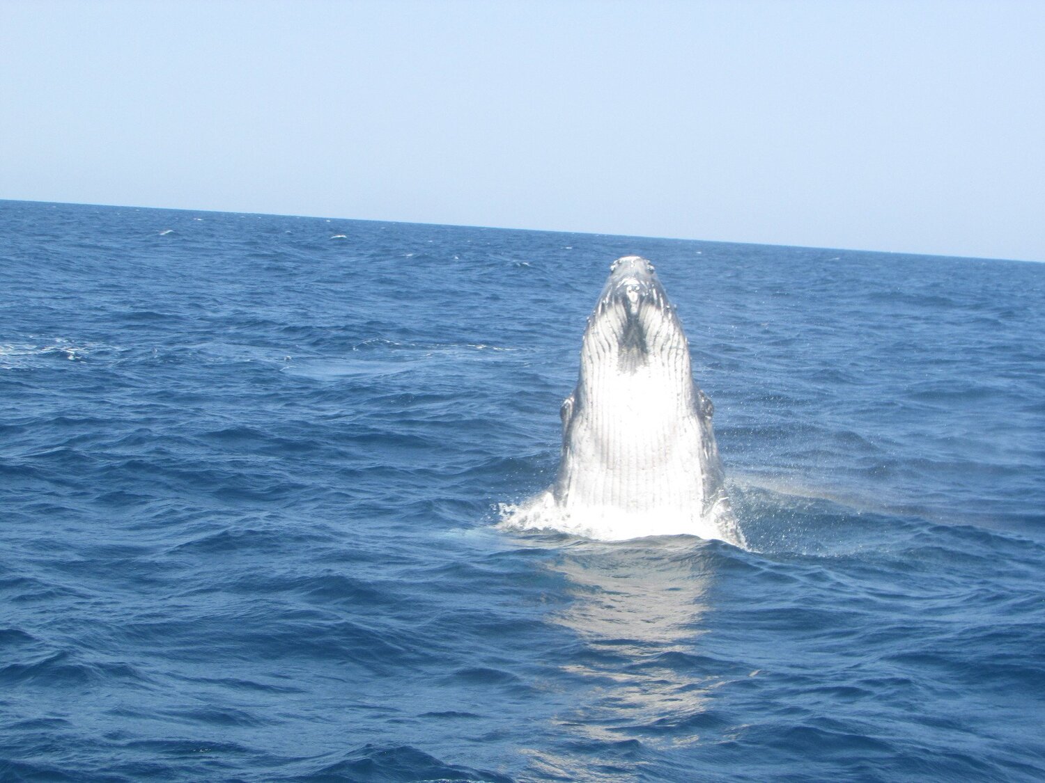 Curious Baby Humpback