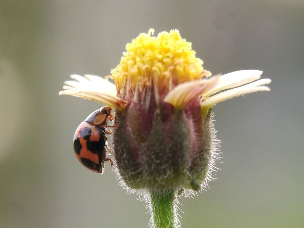 lady bug