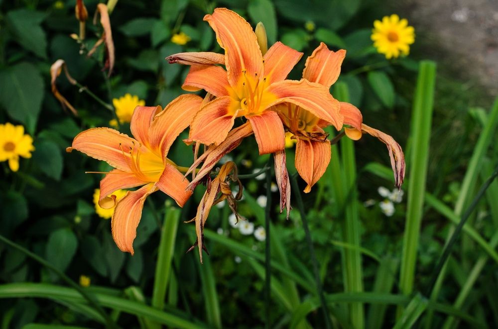 Життєвий шлях