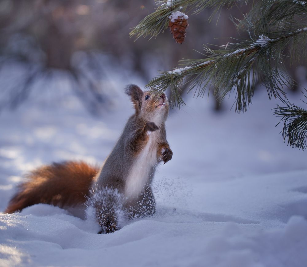 Вкусная шишка