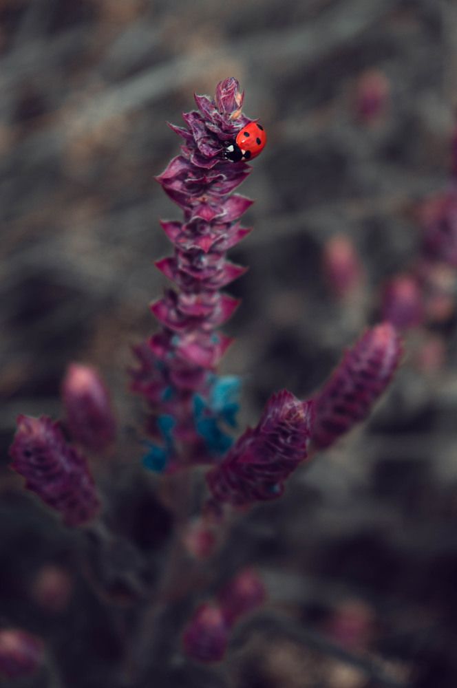 flower ladybug