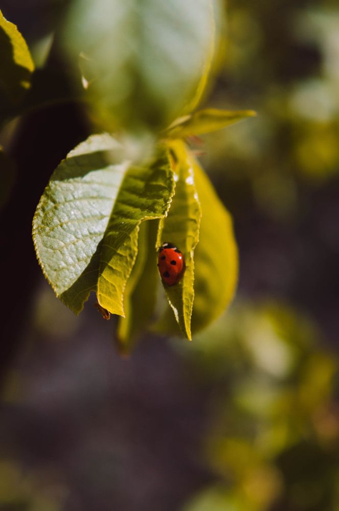 morning ladybug