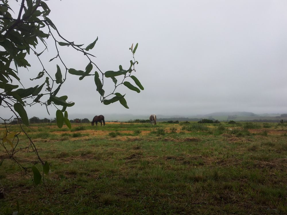 Grazing on a foggy day