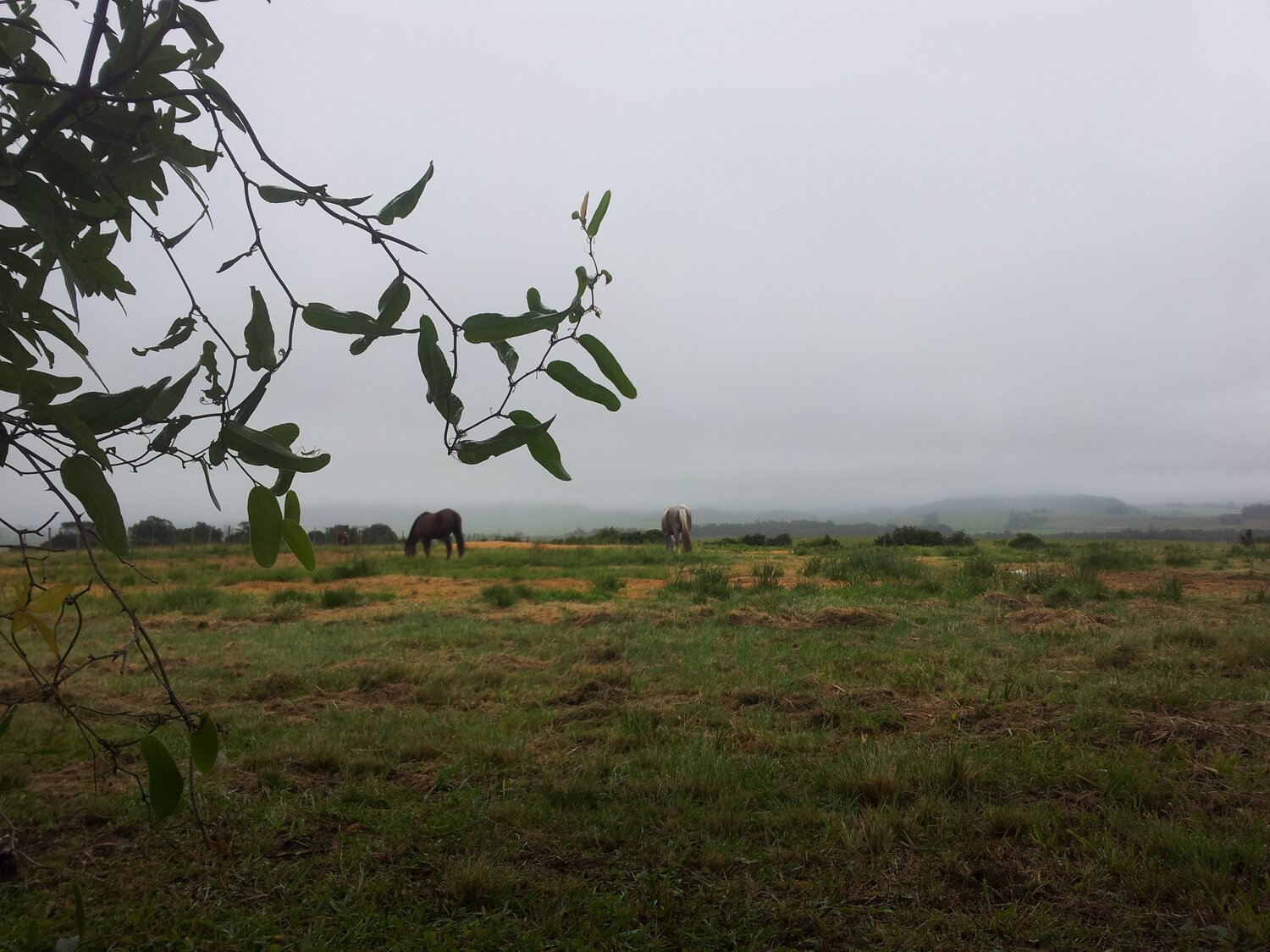 Grazing on a foggy day