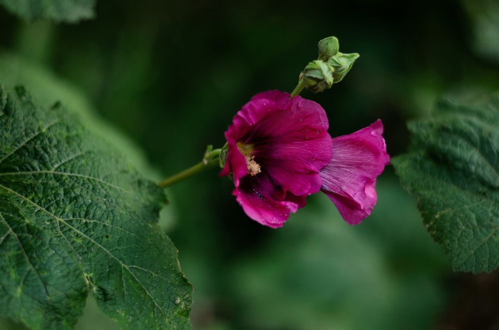 Магія мальв