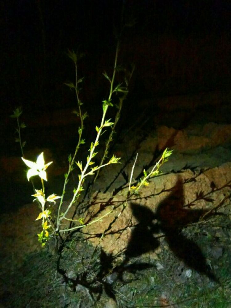 Вечернее очарование..