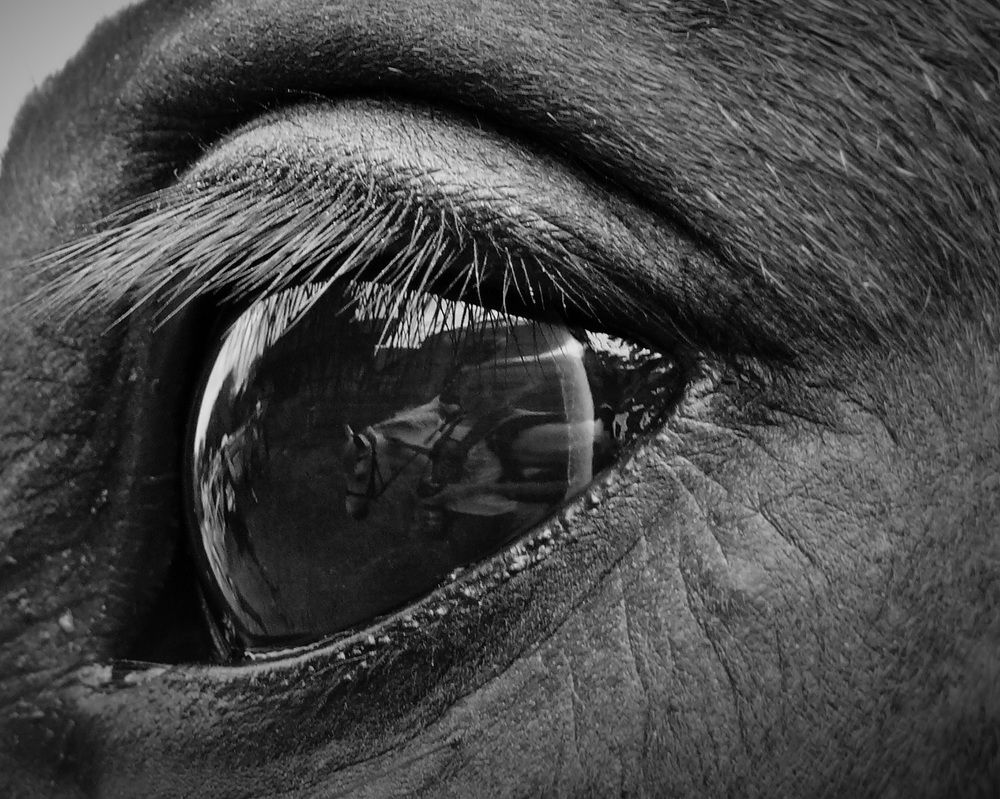 Мир глазами лошади.