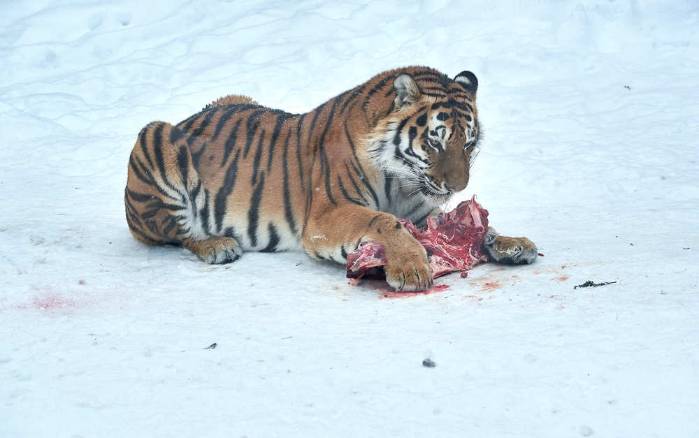 А мне мяса хватает