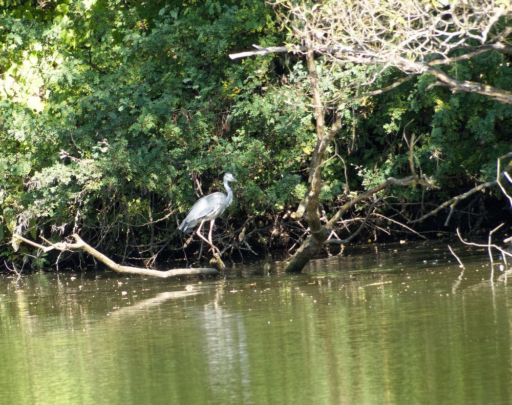 Серая цапля