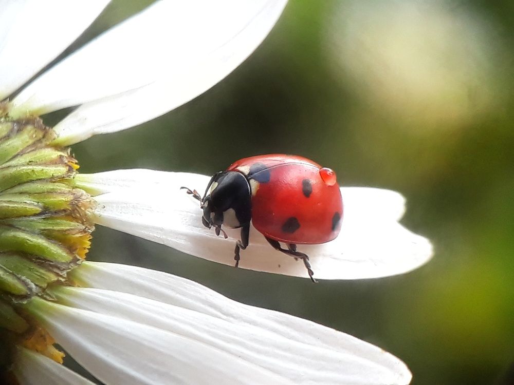 Маленький бриллиант