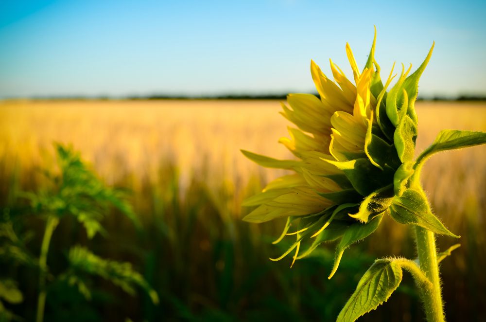 Квітка сонця