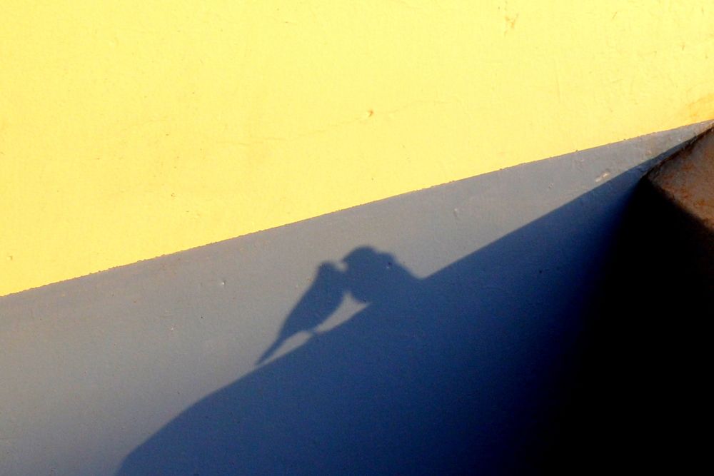 Couple Sparrow Shadow