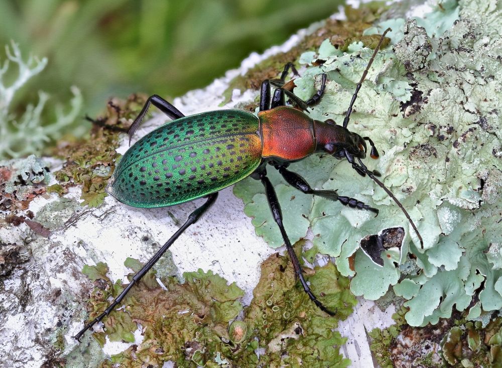 Зеленый сапфир