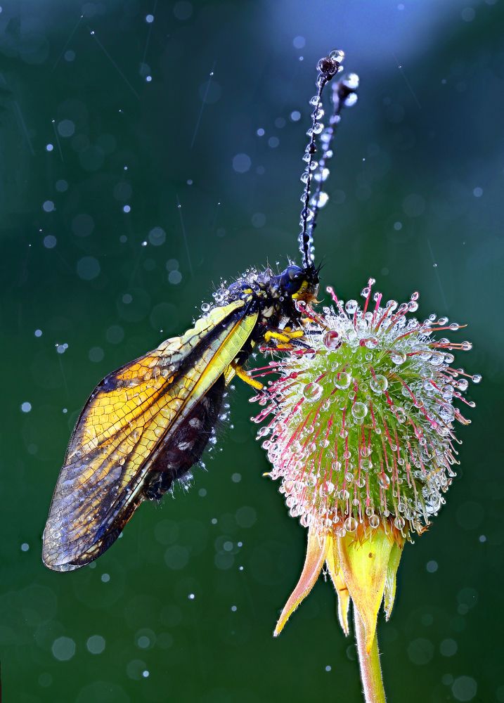 В ожидании чуда