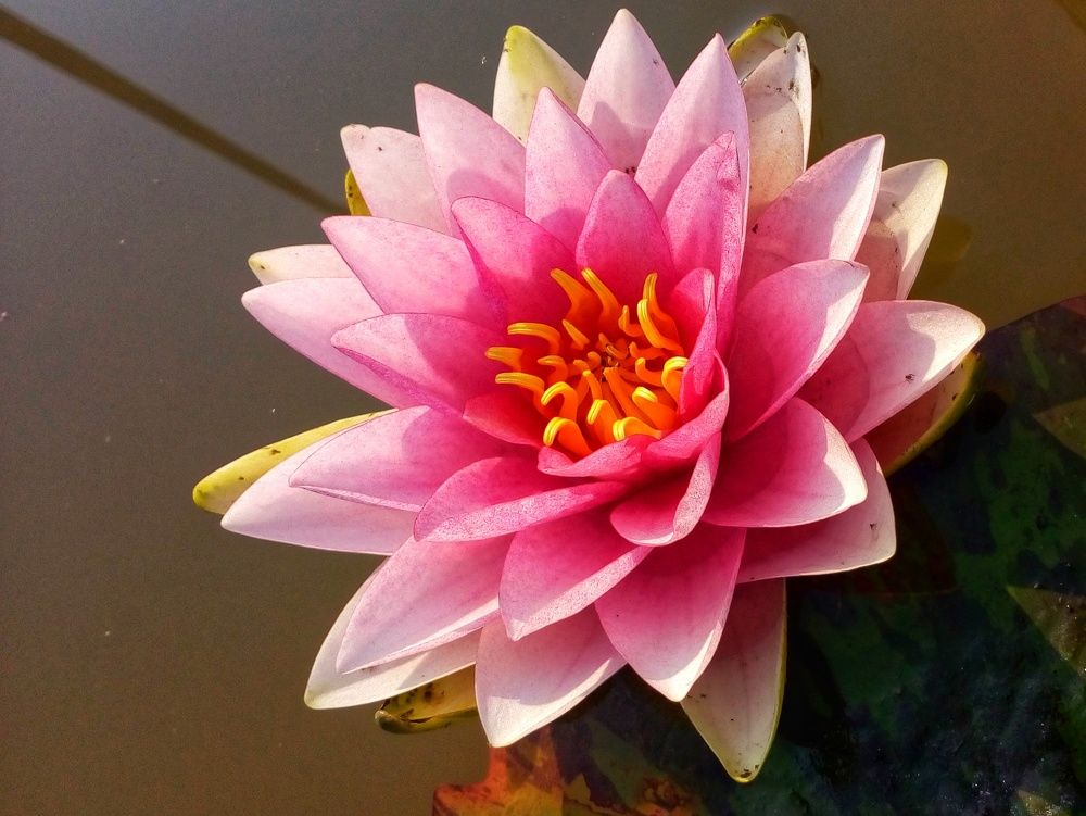 BRAHMAKAMAL