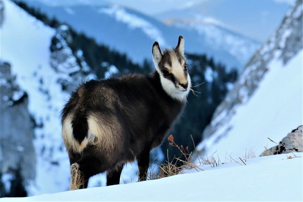 winter in Tatra Mountains